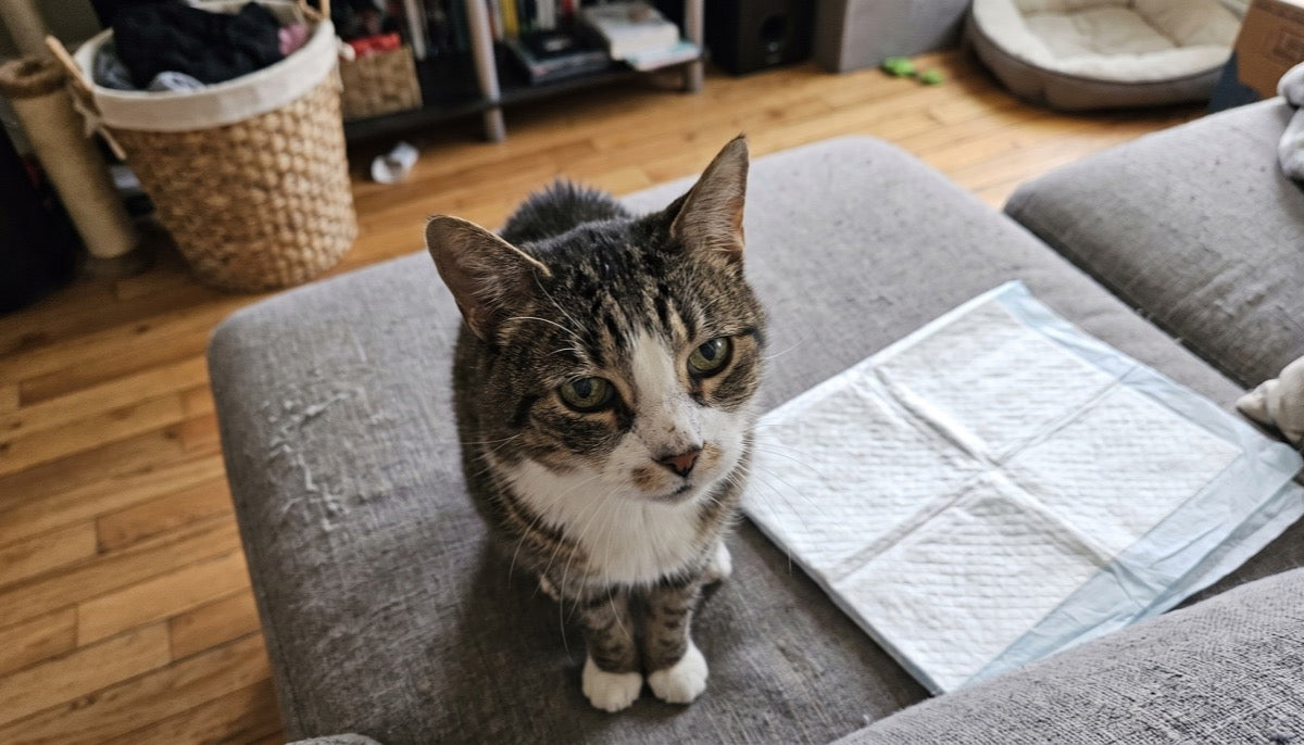 Senior cat on the couch next to a puppy pad