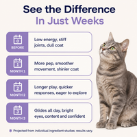Daily Feline Nutrition Drops