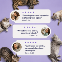 Daily Feline Nutrition Drops