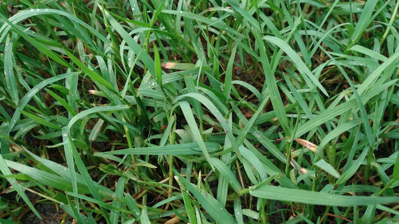 Couch Grass Extract