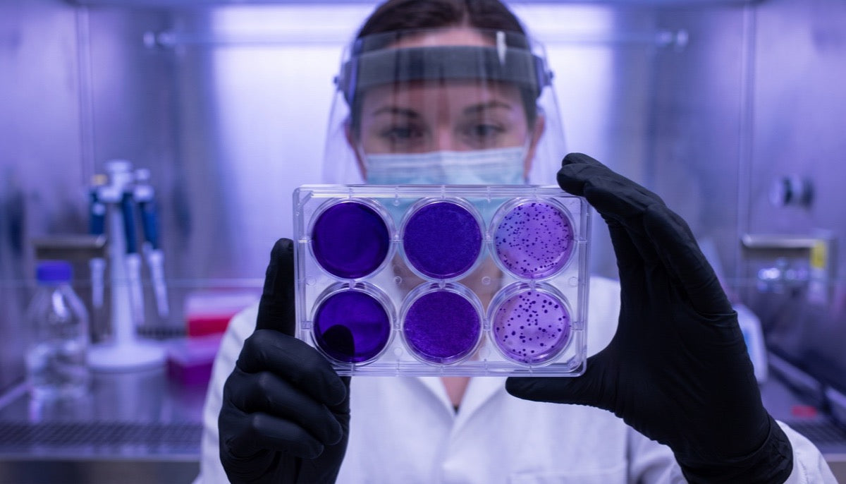 Researcher holding a cell culture plate in the lab