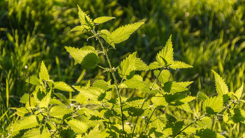 Nettle Leaf Extract
